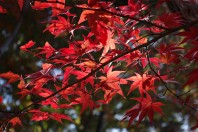 Autumn colors in Japan 2011