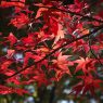 Autumn colors in Japan 2011