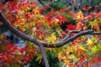 Autumn colors in Japan 2011