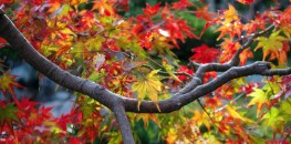 Autumn colors in Japan 2011
