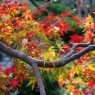 Autumn colors in Japan 2011