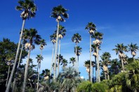 Palm trees in Miyazaki, Aoshima