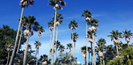 Palm trees in Miyazaki, Aoshima
