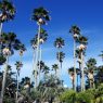 Palm trees in Miyazaki, Aoshima