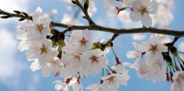 Cherry blossoms in spring
