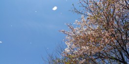 Hanafubuki - cherry blossom blizzard in Japan