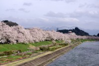 Cherry blossoms in Kakunodate, Akita Prefecture in early May
