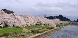 Cherry blossoms in Kakunodate, Akita Prefecture in early May