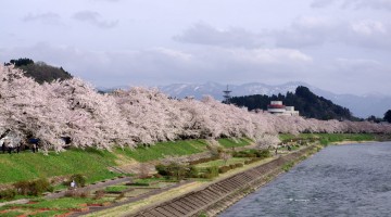 Cherry blossoms in Kakunodate, Akita Prefecture in early May