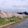 Cherry blossoms in Kakunodate, Akita Prefecture in early May