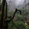 Yakushima, Yakusugi Land