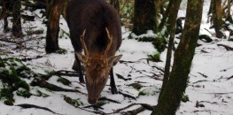 Yakushika - a deer in Yakushima's Shiratani Unsuikyo primeval forest