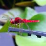 The red Dragonfly (aka tombo), photo taken in Kokoen Garden near Himeji Castle