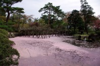 Senshu Park in Akita: Pond filled with cherry blossom petals