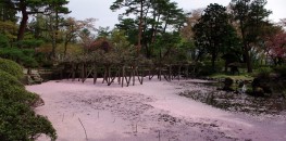 Senshu Park in Akita: Pond filled with cherry blossom petals