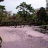 Senshu Park in Akita: Pond filled with cherry blossom petals