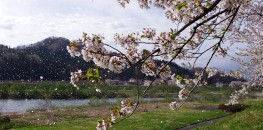 Hanafubuki in Kakunodate, Akita Prefecture