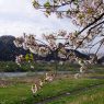 Hanafubuki in Kakunodate, Akita Prefecture