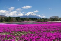 Golden Week 2013: Shiba-zakura Festival in Kawaguchiko