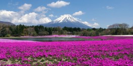 Golden Week 2013: Shiba-zakura Festival in Kawaguchiko