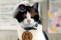JR Kishi Station Master Tama The Cat