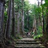 Kumano Kodo Pilgrimage Trails