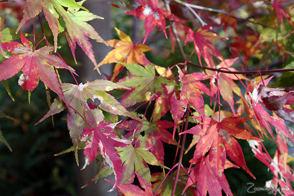 Japan autumn colors