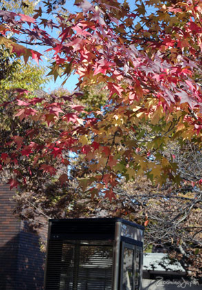 autumn colors in Japan