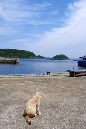 Ainoshima Cat Island Japan