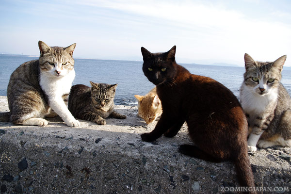 Ainoshima Cat Island Japan