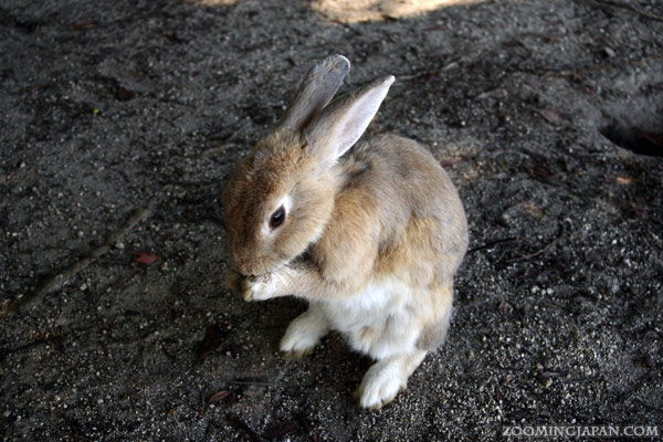 Rabbit Island Japan - Okunoshima