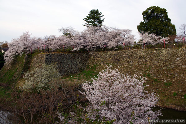 Spring Festival at Koriyama Castle in Nara