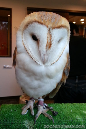 Owl Cafe in Harajuku