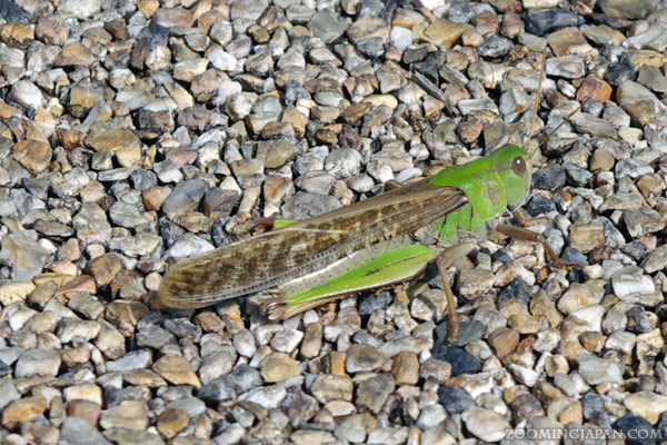 grasshopper in Japan