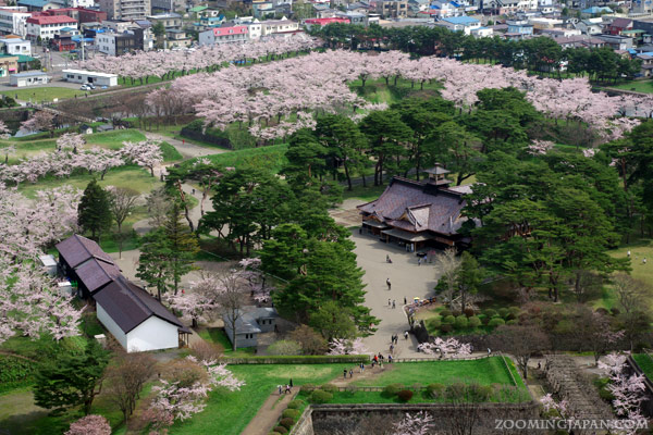 Top Cherry Blossom Spots in Tohoku and Hokkaido