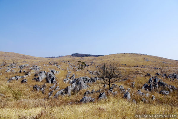 Akiyoshido Limestone Cave and Akiyoshidai Plateau in Yamaguchi